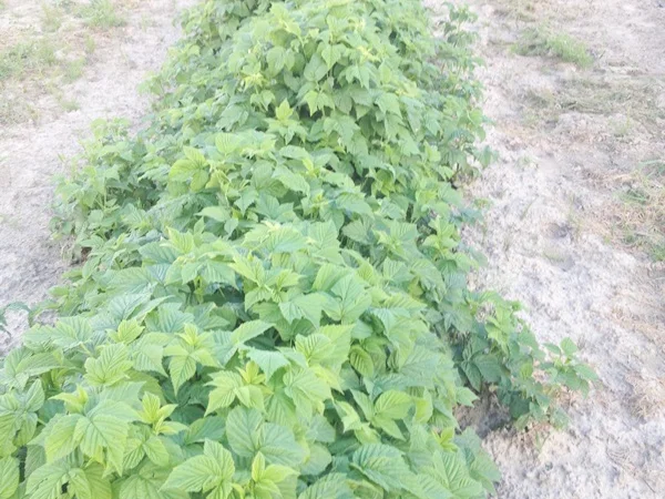 Продаю саджанці малини літньої та ремонтантної оптом та в розбріб - фото № 2