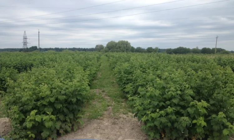 Продаю саджанці малини літньої та ремонтантної оптом та в розбріб - фото № 3