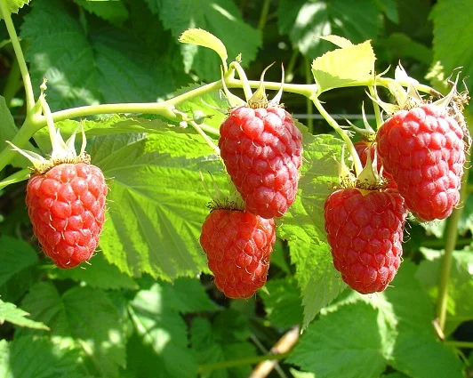 Продаю саджанці малини літньої та ремонтантної оптом та в розбріб - фото № 5