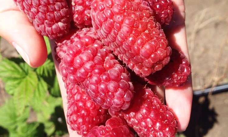 Продаю саджанці малини літньої та ремонтантної оптом та в розбріб - фото № 6