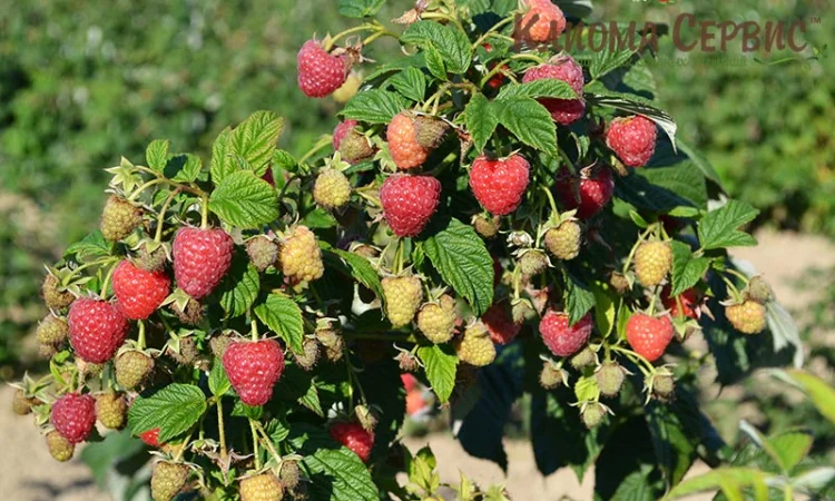 Продаю саджанці малини літньої та ремонтантної оптом та в розбріб - фото № 6