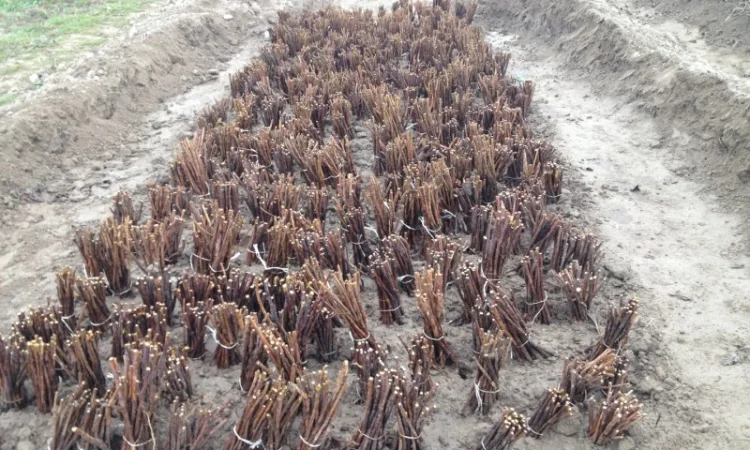 Продаю саджанці малини літньої та ремонтантної оптом та в розбріб - фото № 7