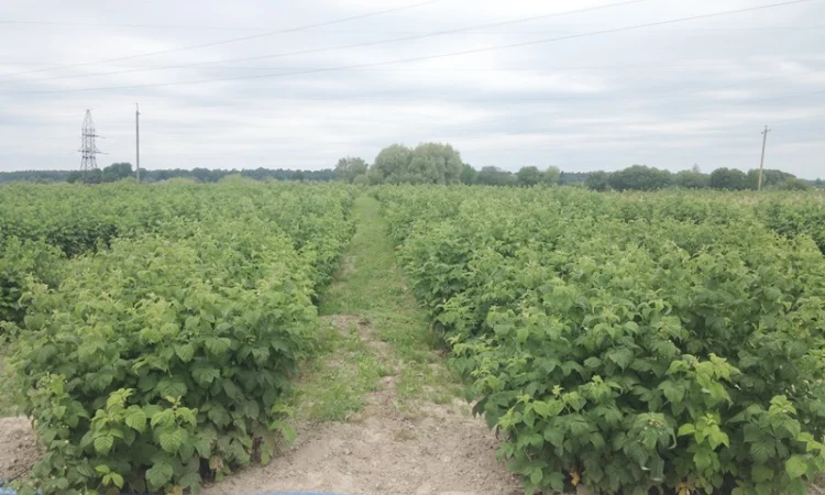 Саджанці малини: Брусвяна, Полка, Полана, Лячка, Зюгана купити оптом та в роздріб - фото № 1