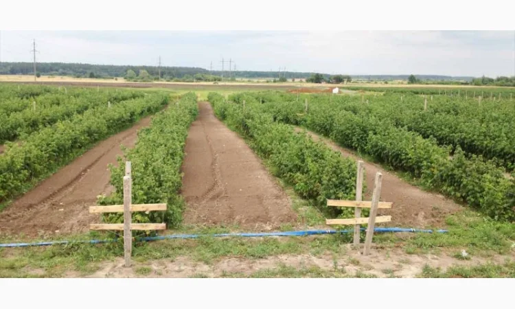 Саджанці малини: Брусвяна, Полка, Полана, Лячка, Зюгана купити оптом та в роздріб - фото № 2