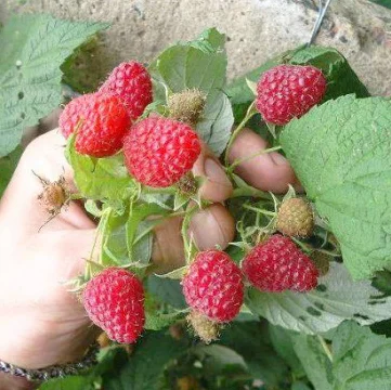 Саджанці малини: Брусвяна, Полка, Полана, Лячка, Зюгана купити оптом та в роздріб - фото № 3