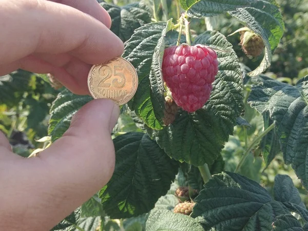 Саджанці малини: Брусвяна, Полка, Полана, Лячка, Зюгана купити оптом та в роздріб - фото № 4