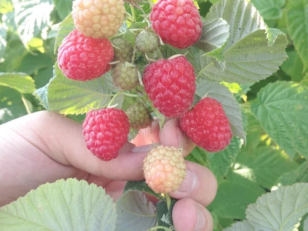 Саджанці малини: Брусвяна, Полка, Полана, Лячка, Зюгана купити оптом та в роздріб - фото № 5