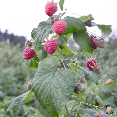 Саджанці малини: Брусвяна, Полка, Полана, Лячка, Зюгана купити оптом та в роздріб - фото № 7