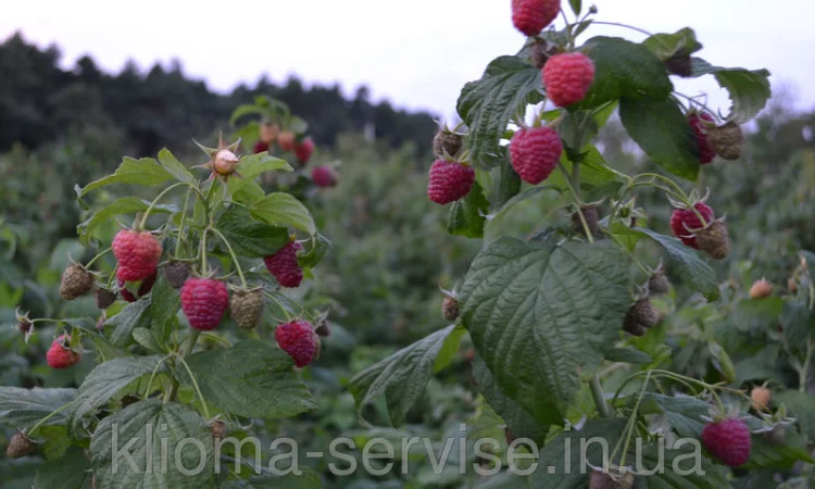 Саджанці малини: Брусвяна, Полка, Полана, Лячка, Зюгана купити оптом та в роздріб - фото № 8