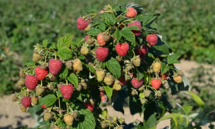 Саджанці малини сорт Маравілла. Скандинавська селекція, від 15 грн за кущ - фото № 1