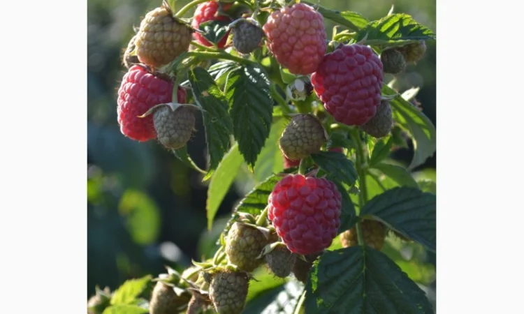 Саджанці малини сорт Маравілла. Скандинавська селекція, від 15 грн за кущ - фото № 3
