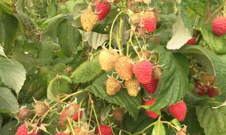 Саджанці малини ремонтантних сортів: Полка, Полана, Д-Джей, Брусвяна, Зюгана, Херітейдж - фото № 1