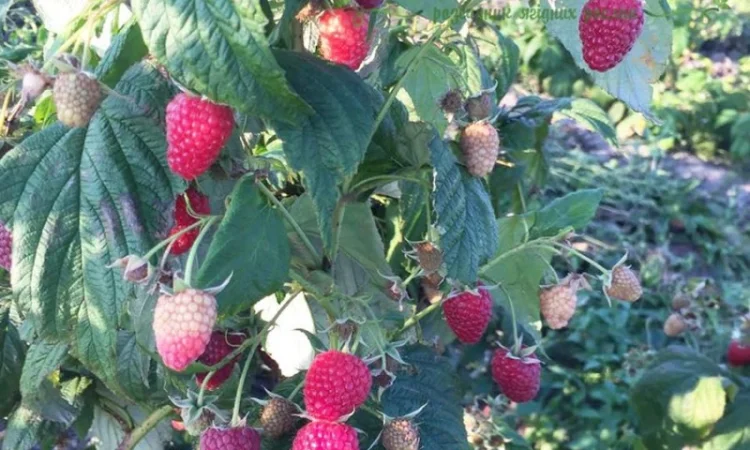 Саджанці малини ремонтантних сортів: Полка, Полана, Д-Джей, Брусвяна, Зюгана, Херітейдж - фото № 3