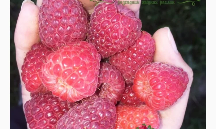 Саджанці малини ремонтантних сортів: Полка, Полана, Д-Джей, Брусвяна, Зюгана, Херітейдж - фото № 4