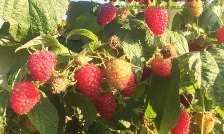 Саджанці малини ремонтантних сортів: Полка, Полана, Д-Джей, Брусвяна, Зюгана, Херітейдж - фото № 5