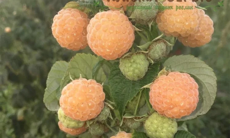 Саджанці малини ремонтантних сортів: Полка, Полана, Д-Джей, Брусвяна, Зюгана, Херітейдж - фото № 6