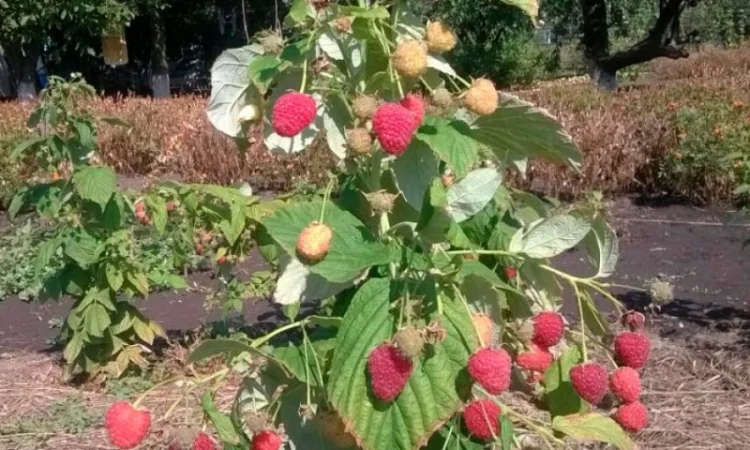 Саджанці малини Полана (Polana) Ремонтантна /Рассадник /Весна 2022 ОПТ - фото № 1