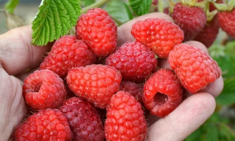 Саджанці малини Полана (Polana) Ремонтантна /Рассадник /Весна 2022 ОПТ - фото № 2