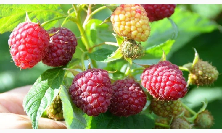 Саджанці малини Полана (Polana) Ремонтантна /Рассадник /Весна 2022 ОПТ - фото № 3