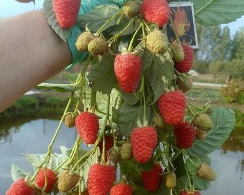 Високоврожайний сорт Маравілла. Клас 2, Гуртом від Виробника - фото № 1