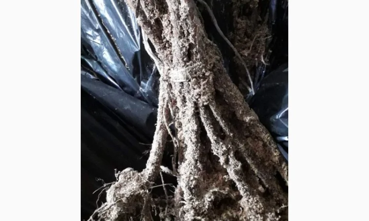 Високоврожайний сорт Маравілла. Клас 2, Гуртом від Виробника - фото № 2