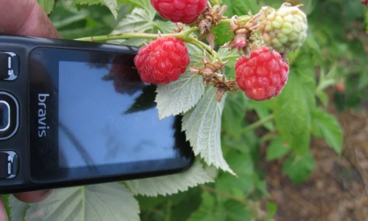 Продам саженцы крупноплодной малины - фото № 1