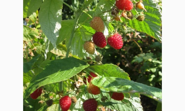 Продам саженцы крупноплодной малины - фото № 2