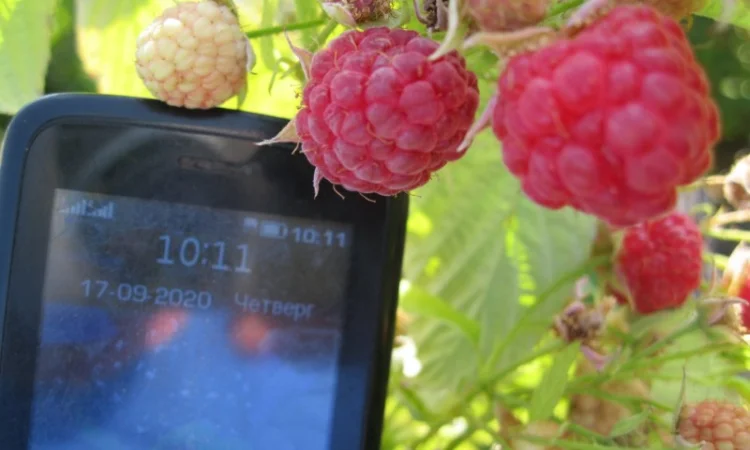 Продам саженцы крупноплодной малины - фото № 3