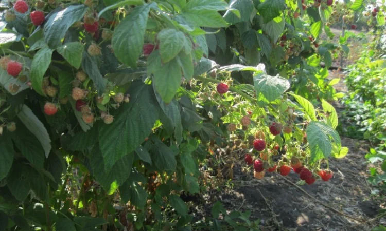 Продам саженцы крупноплодной малины - фото № 4