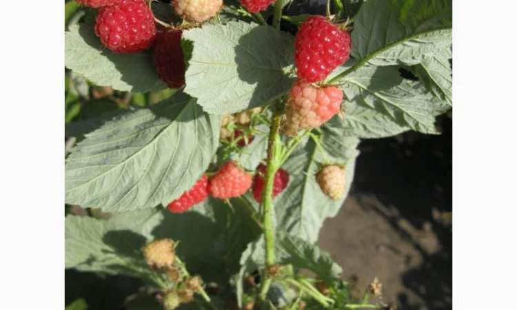 Продам саженцы крупноплодной малины - фото № 5