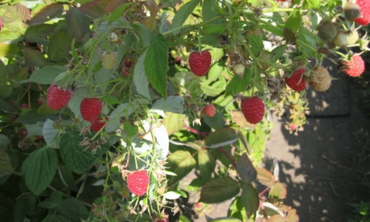 Продам саженцы крупноплодной малины - фото № 7