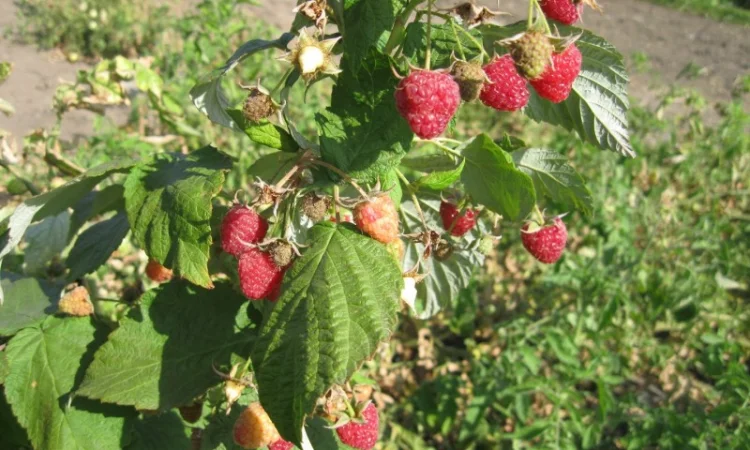 Продам саженцы крупноплодной малины - фото № 8