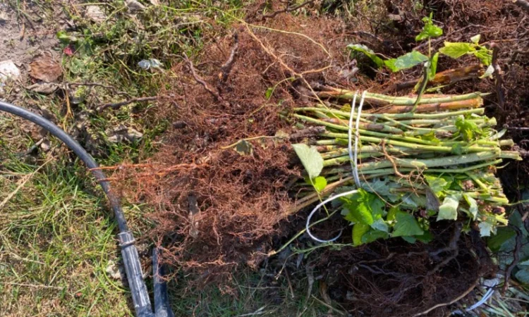 Сажанці малини - фото № 1