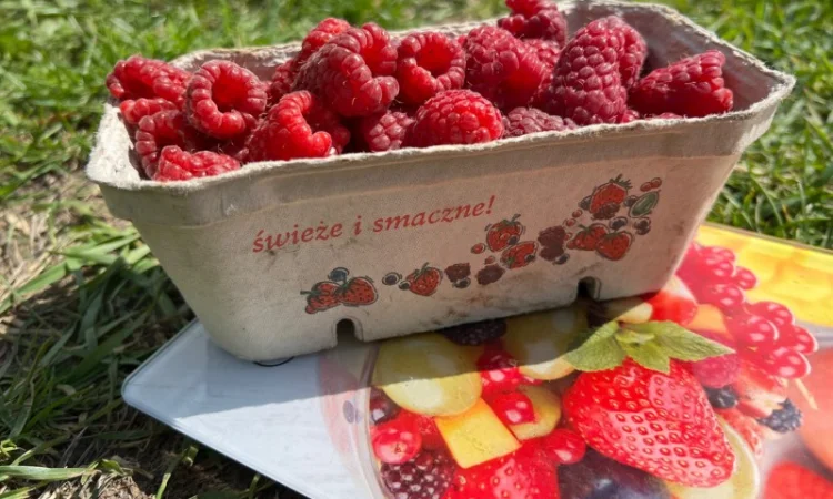 Сажанці малини - фото № 11