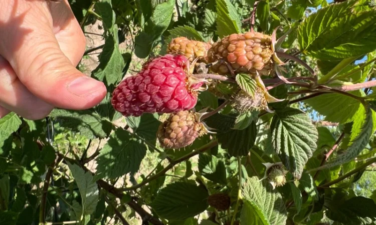 Сажанці малини - фото № 2