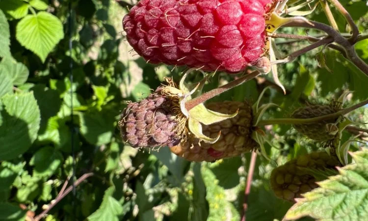 Сажанці малини - фото № 10