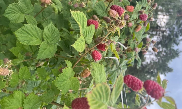 Сажанці малини - фото № 9