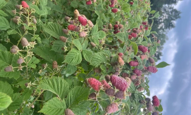 Сажанці малини - фото № 8