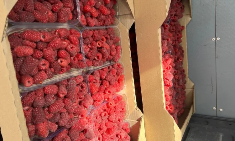 Сажанці малини - фото № 7