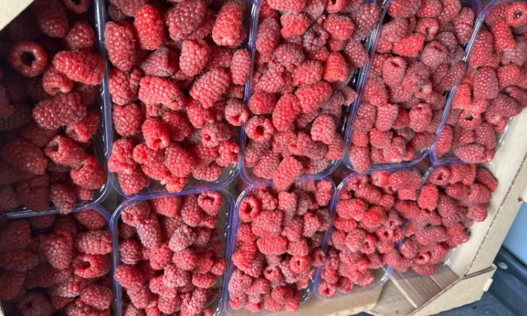 Сажанці малини - фото № 6