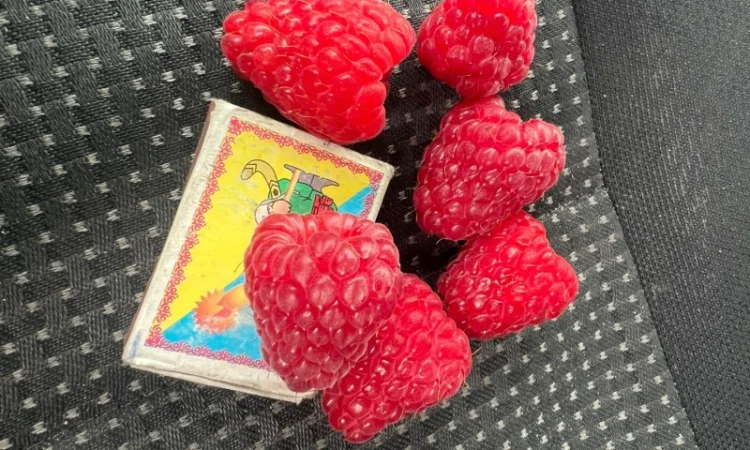 Сажанці малини - фото № 5