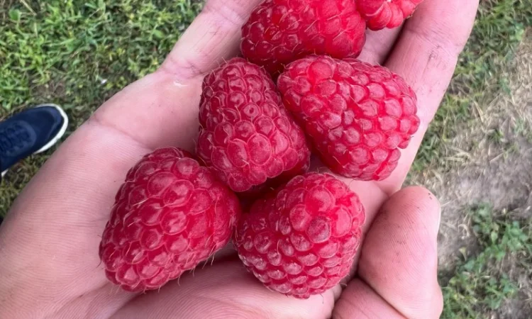 Сажанці малини - фото № 4