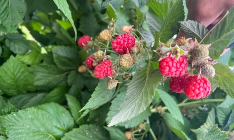 Сажанці малини - фото № 3