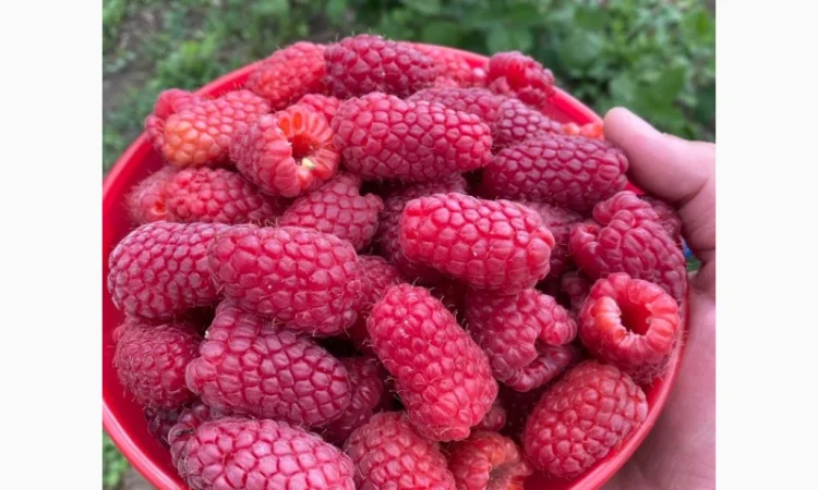 Сажанці малини - фото № 1