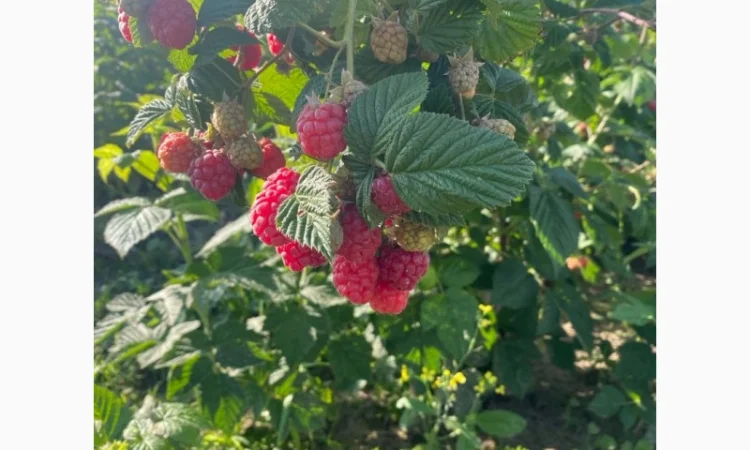 Сажанці малини - фото № 18