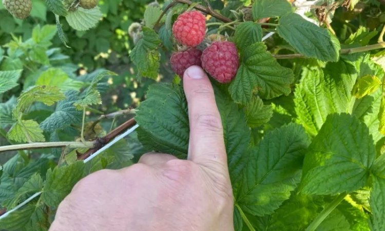 Сажанці малини - фото № 17