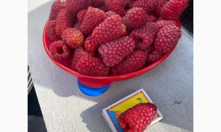 Сажанці малини - фото № 16