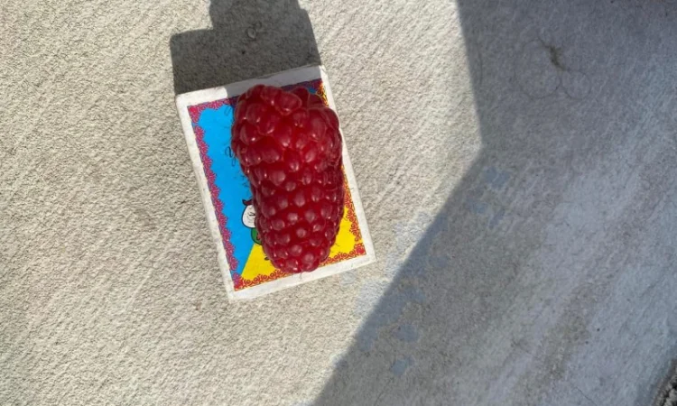 Сажанці малини - фото № 15