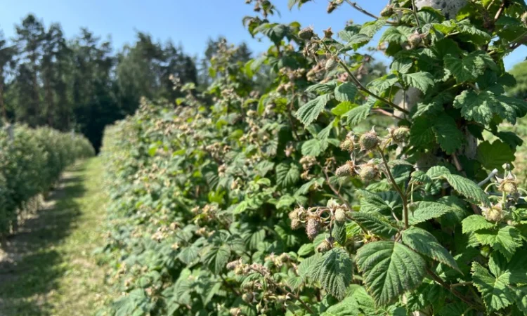 Сажанці малини - фото № 14