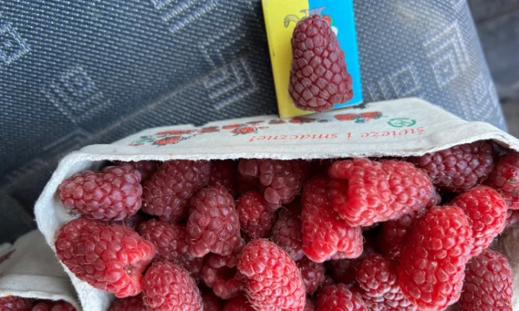 Сажанці малини - фото № 13